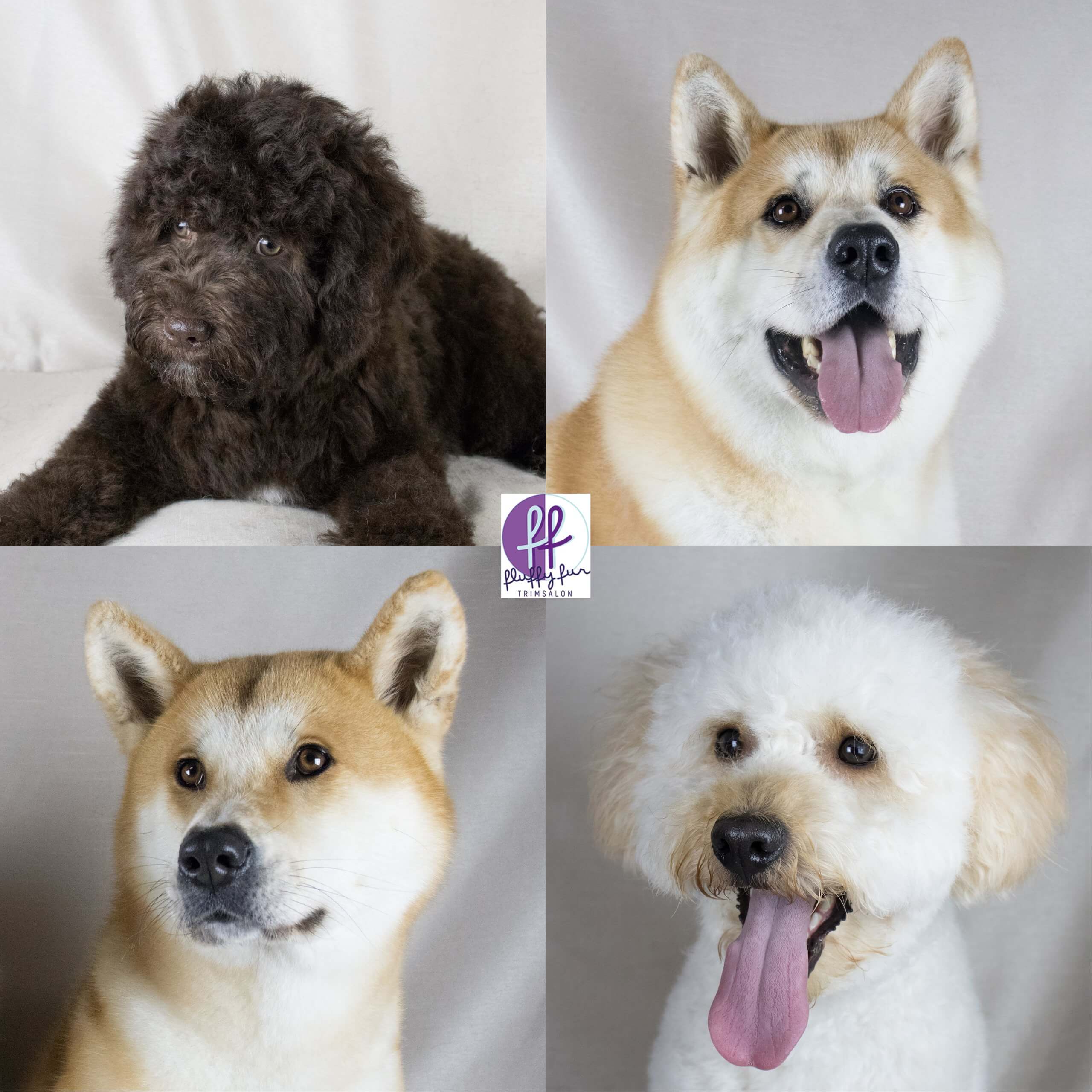 koppies vd week Pip Hachi Kyra Bailey