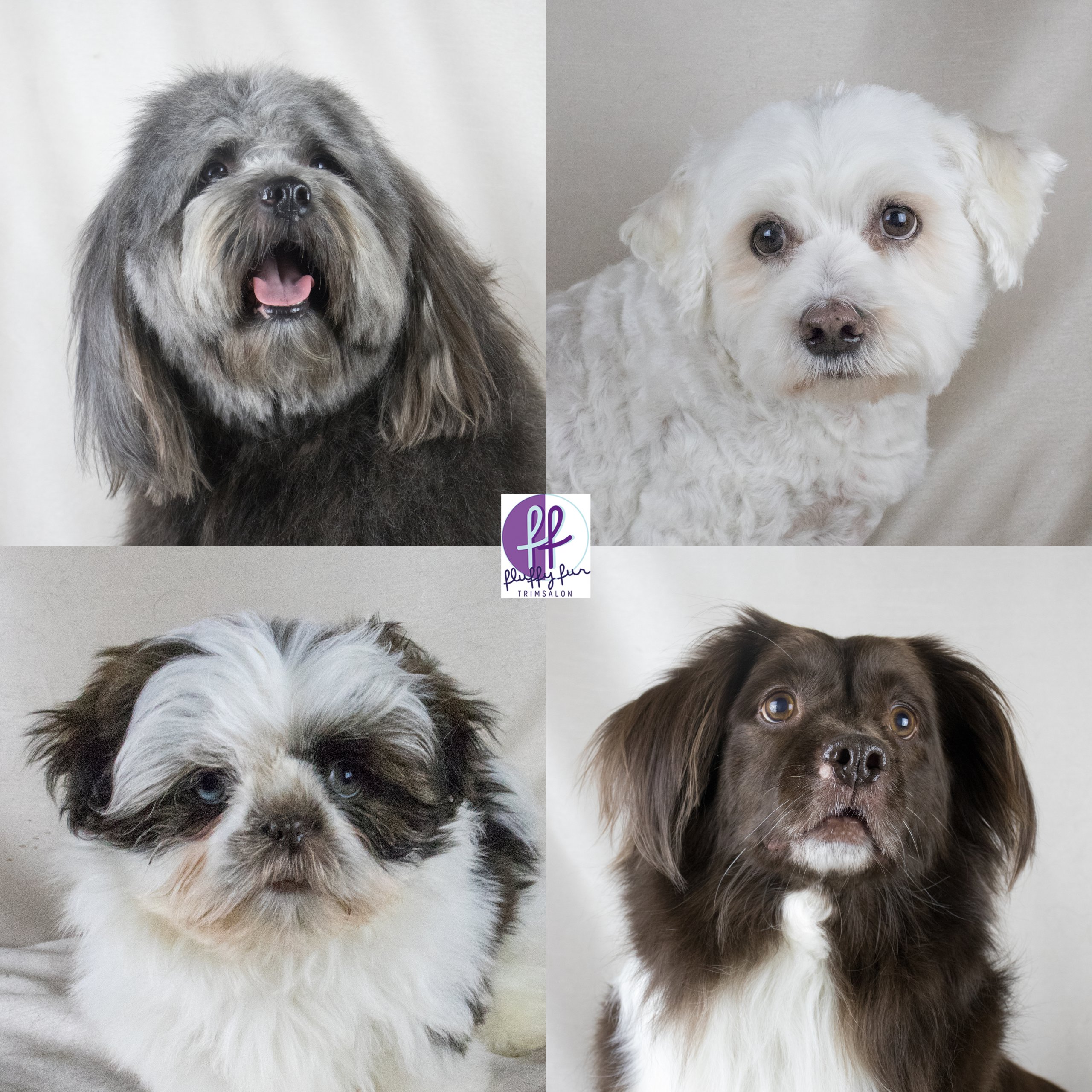 koppies vd week Brody Lucky Boomer Balou