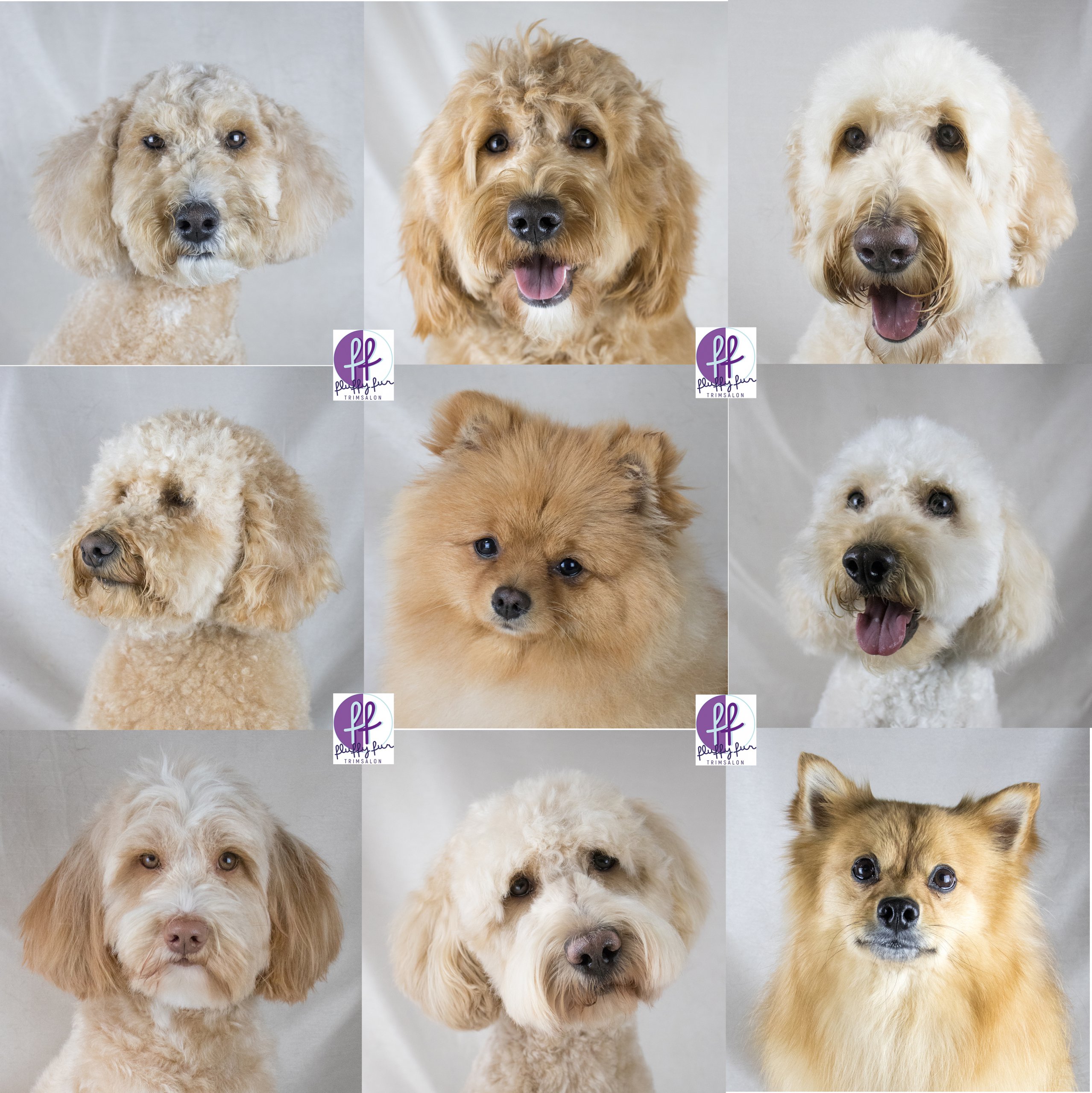 Fluffy Fur Blond Tebby Soof Jessy Lola Gigi Baily Sol Juul