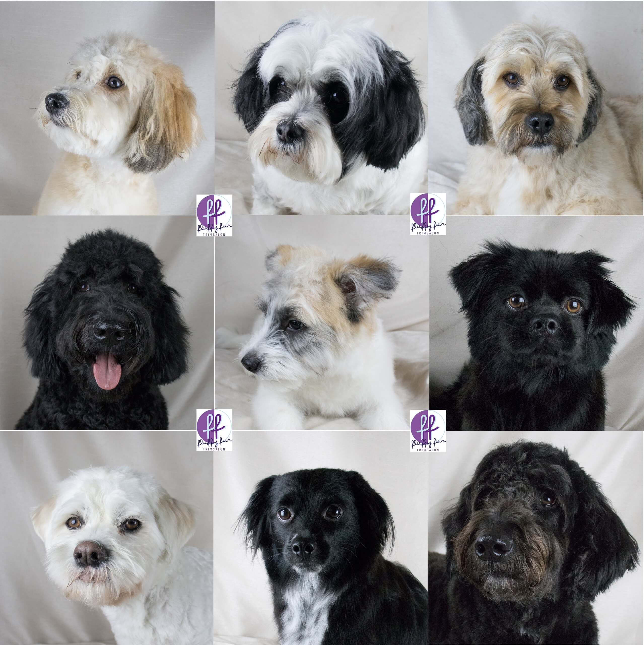 fluffy fur boomer Balou Luna sam Bobby Fico Beer Pablo Milo Bobbi