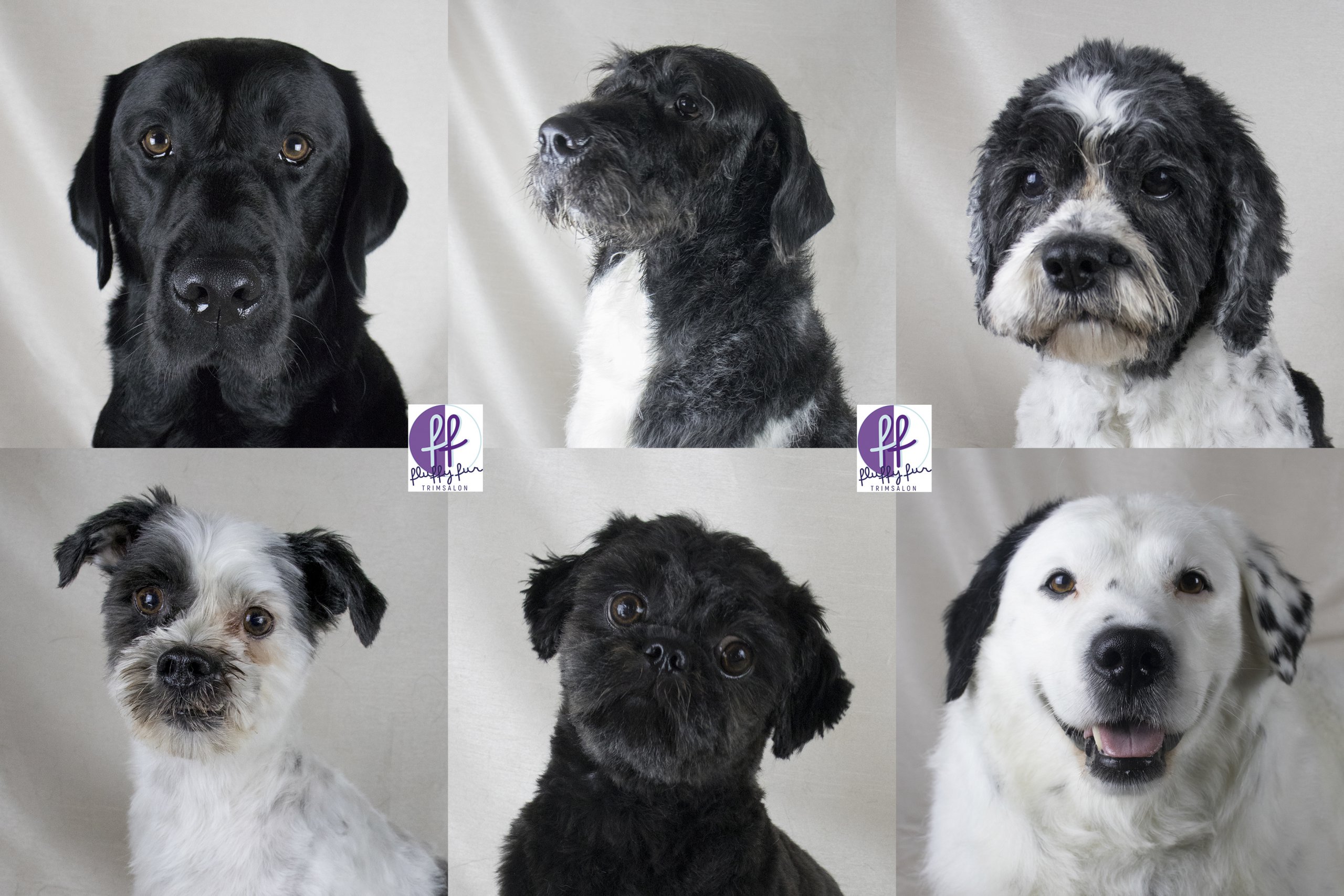 fluffy fur black and white Jordy Tyson Yara Happy Nora Spike