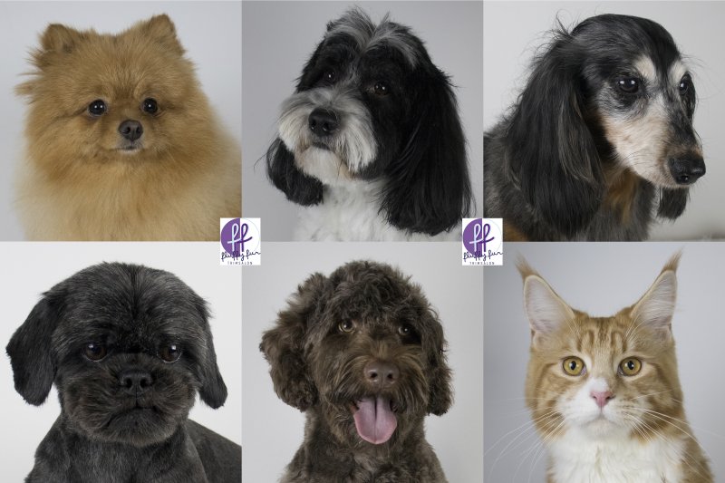 fluffy fur koppies vd week Gigi Banjo Bram Bikkel Bo Bincky