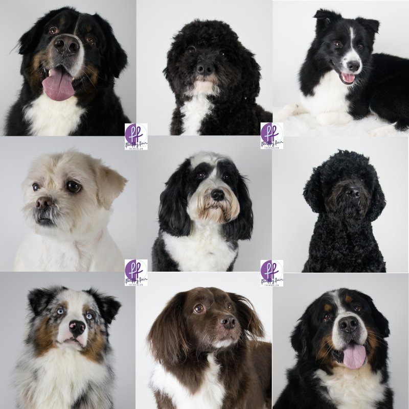 fluffy fur koppies vd week bern bhodie freek beau lucas miley