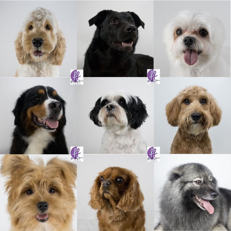 fluffy fur koppies vd week bern bhodie freek beau lucas miley