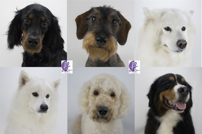 fluffy fur koppies vd week bern bhodie freek beau lucas miley