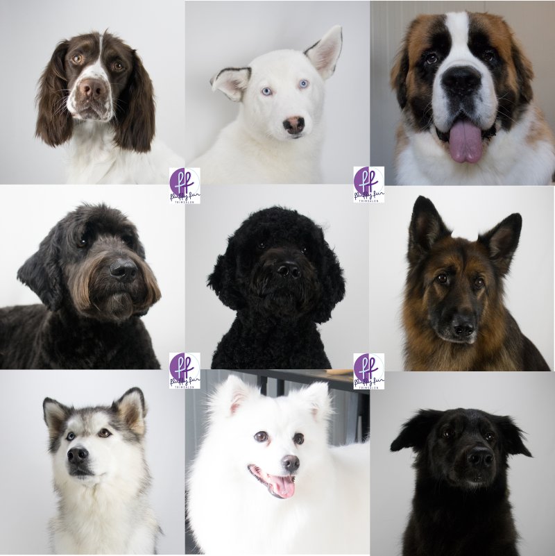 fynn bella bentley bobbi bobby buddha caloa chicco evy fluffy fur koppies vd week bern bhodie freek beau lucas miley