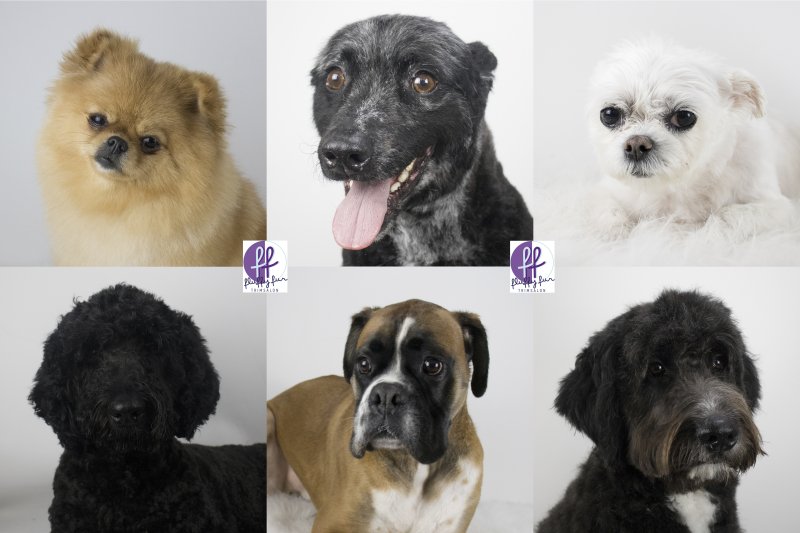 fluffy fur koppies vd week bern bhodie freek beau lucas miley