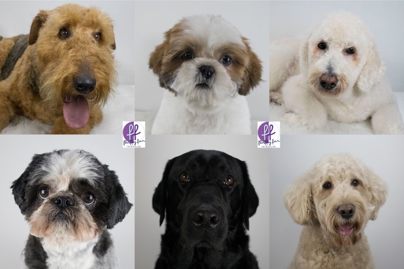 luna-guus-guusje-joey-jordy-juul fluffy fur koppies vd week bern bhodie freek beau lucas miley