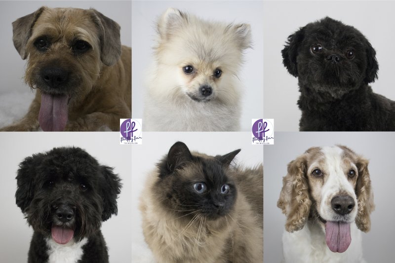 roxy mila nora nuts robin fluffy fur koppies vd week bern bhodie freek beau lucas miley