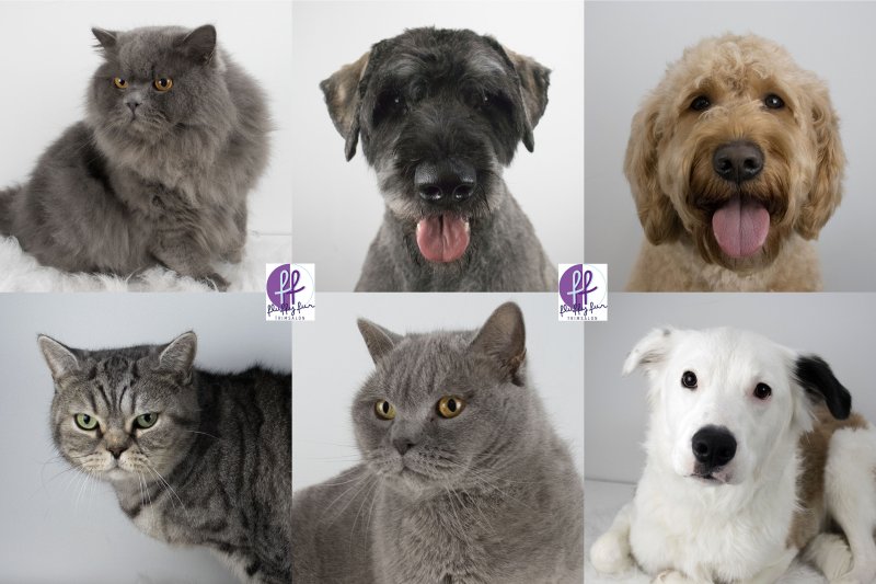 fluffy fur koppies vd week bern bhodie freek beau lucas miley