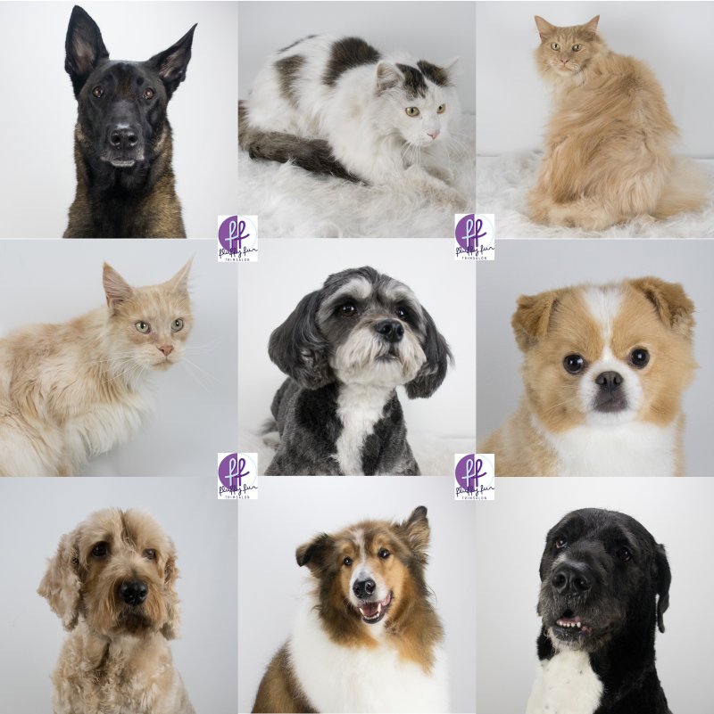 ziva whiskey simba sjef sjors storm teddy tobi tyson fluffy fur koppies vd week bern bhodie freek beau lucas miley