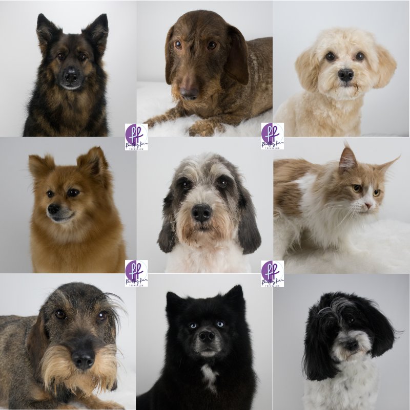 Fae Gijs Joop Kwispel Puck Saar Saar Teddy Banjo fluffy fur koppies vd week bern bhodie freek beau lucas miley