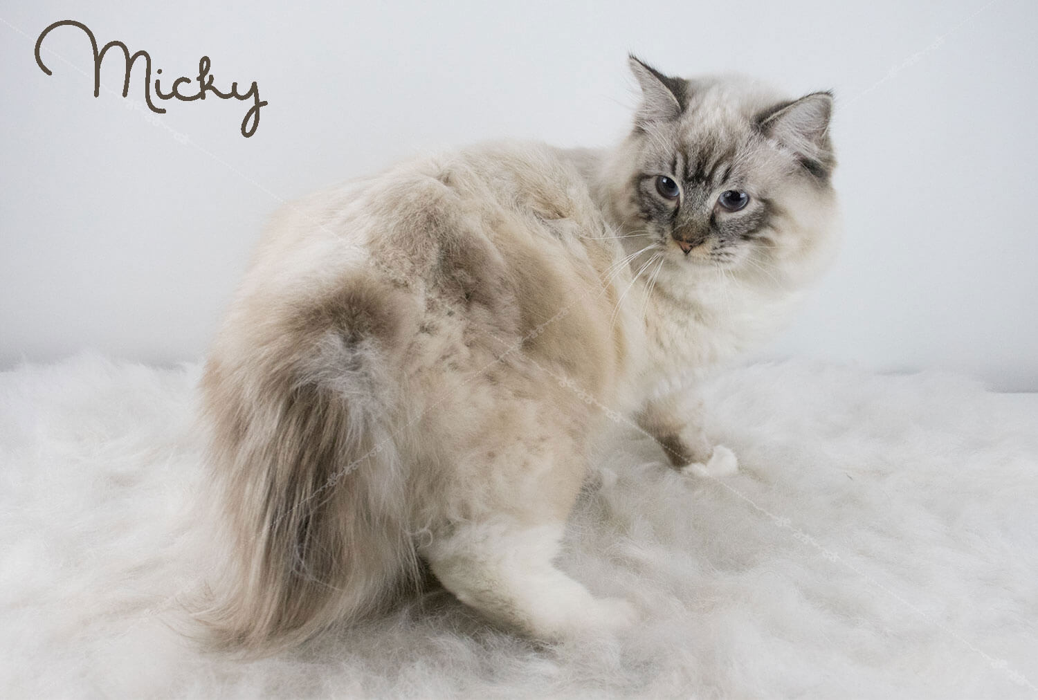 micky-ragdoll-trimsalon-fluffy-fur-maassluis
