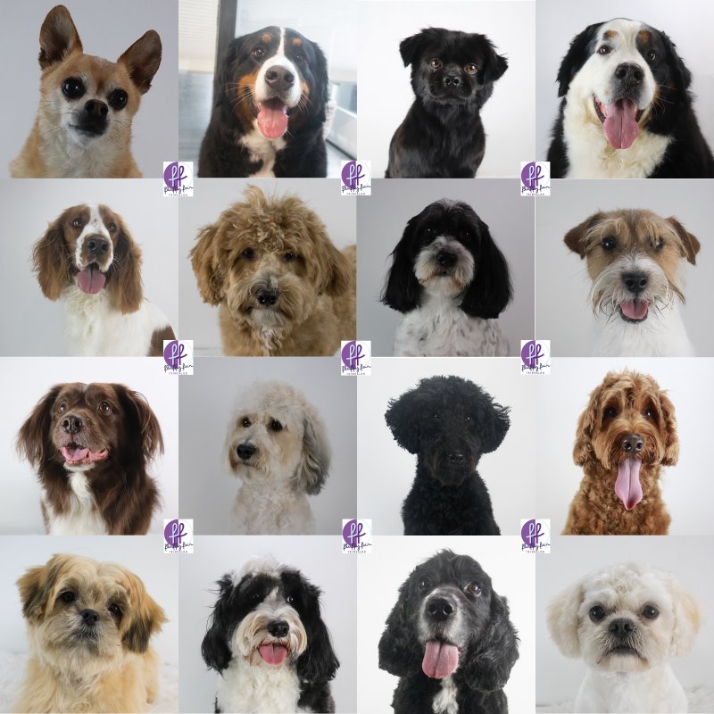 Bentley Belle Beer Donja Beau Bassie Banjo Dobby Balou Balou Amigo Dex Dashley Crumble Coosje Charlie fluffy fur koppies vd week bern bhodie freek beau lucas miley