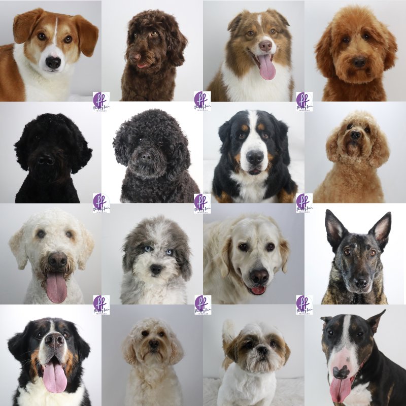 Buddy Bloom Bo Cao Bobby Bowie Bruno Buddy Bram Bruno Buddy Eliza Eva Finne Guusje Freek fluffy fur koppies vd week bern bhodie freek beau lucas miley