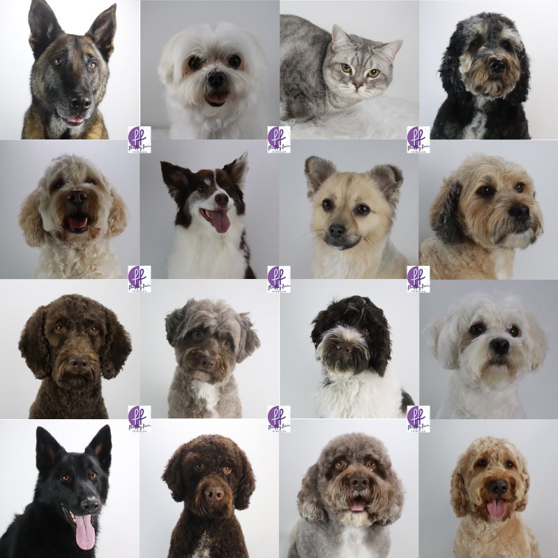 Eliza Lizzy Pasha Rose Senta Mascha Poochi Sam Max Mollie QuinnSandy Kyra Moos Rembrad Soof fluffy fur koppies vd week bern bhodie freek beau lucas miley