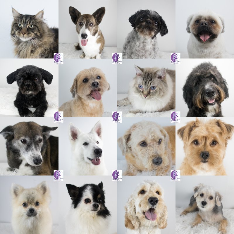 fluffy fur koppies vd week bern bhodie freek beau lucas miley