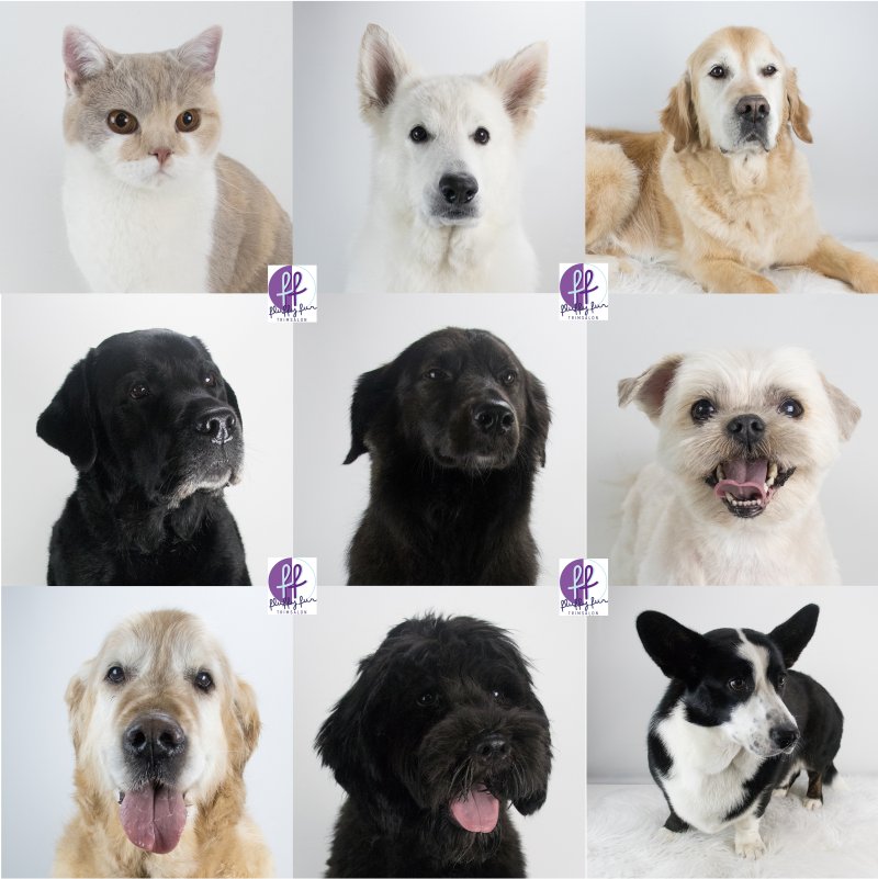 lizzy ayla bob cooper evy gucci isabel lex bowie fluffy fur koppies vd week bern bhodie freek beau lucas miley