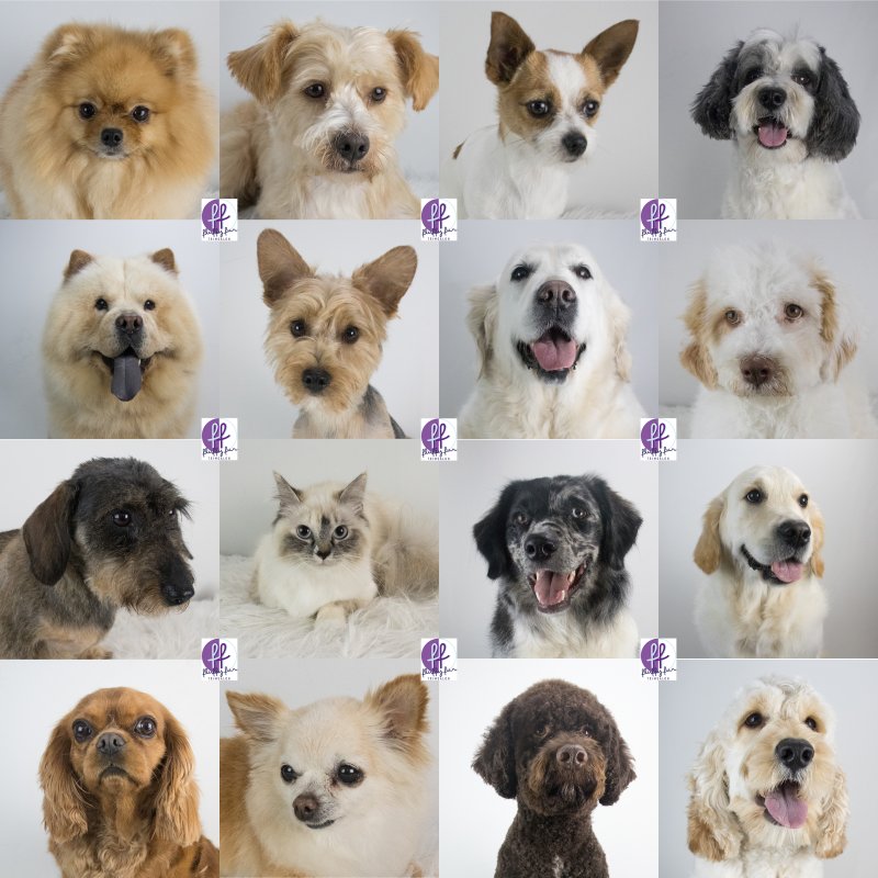 nala alfie bep bubbels esco guus haily kito lodewijk lola max mayla mila mindy moos mozes fluffy fur koppies vd week bern bhodie freek beau lucas miley