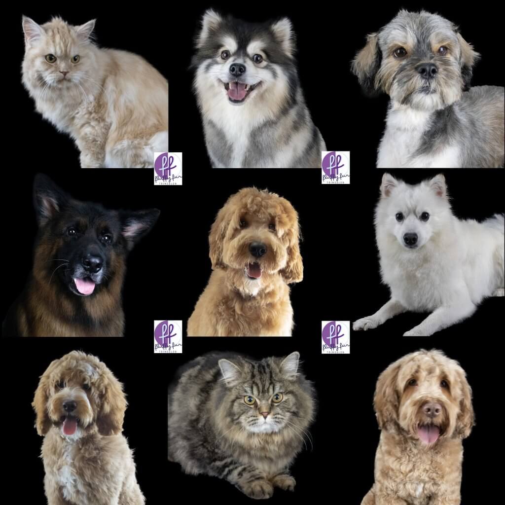 Fluffy Fur nieuwe knuffelkontjes januari fluffy fur koppies vd week bern bhodie freek beau lucas miley
