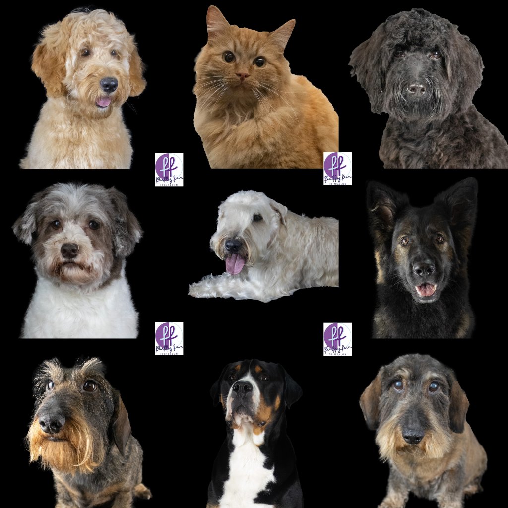 fluffy fur koppies vd week bern bhodie freek beau lucas miley