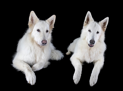 fluffy fur koppies vd week bern bhodie freek beau lucas miley