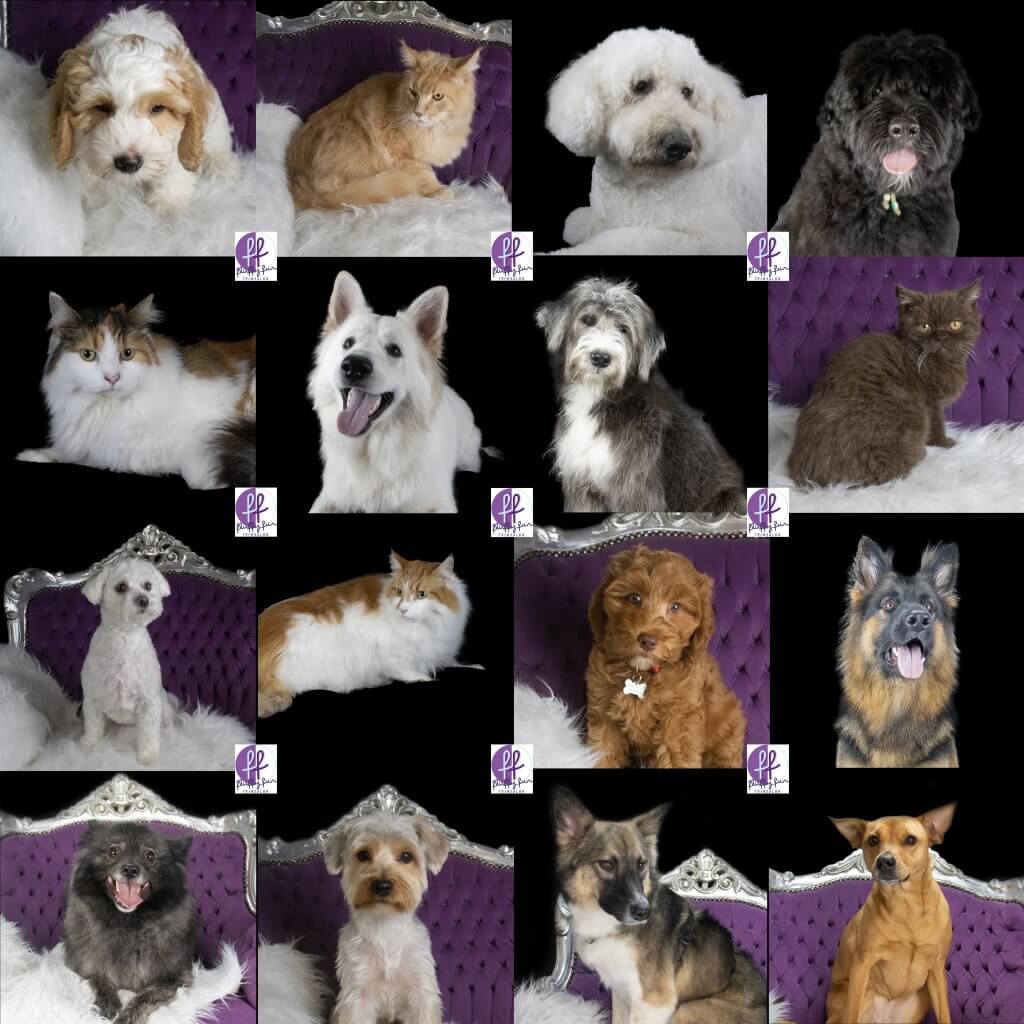 fluffy fur koppies vd week bern bhodie freek beau lucas miley