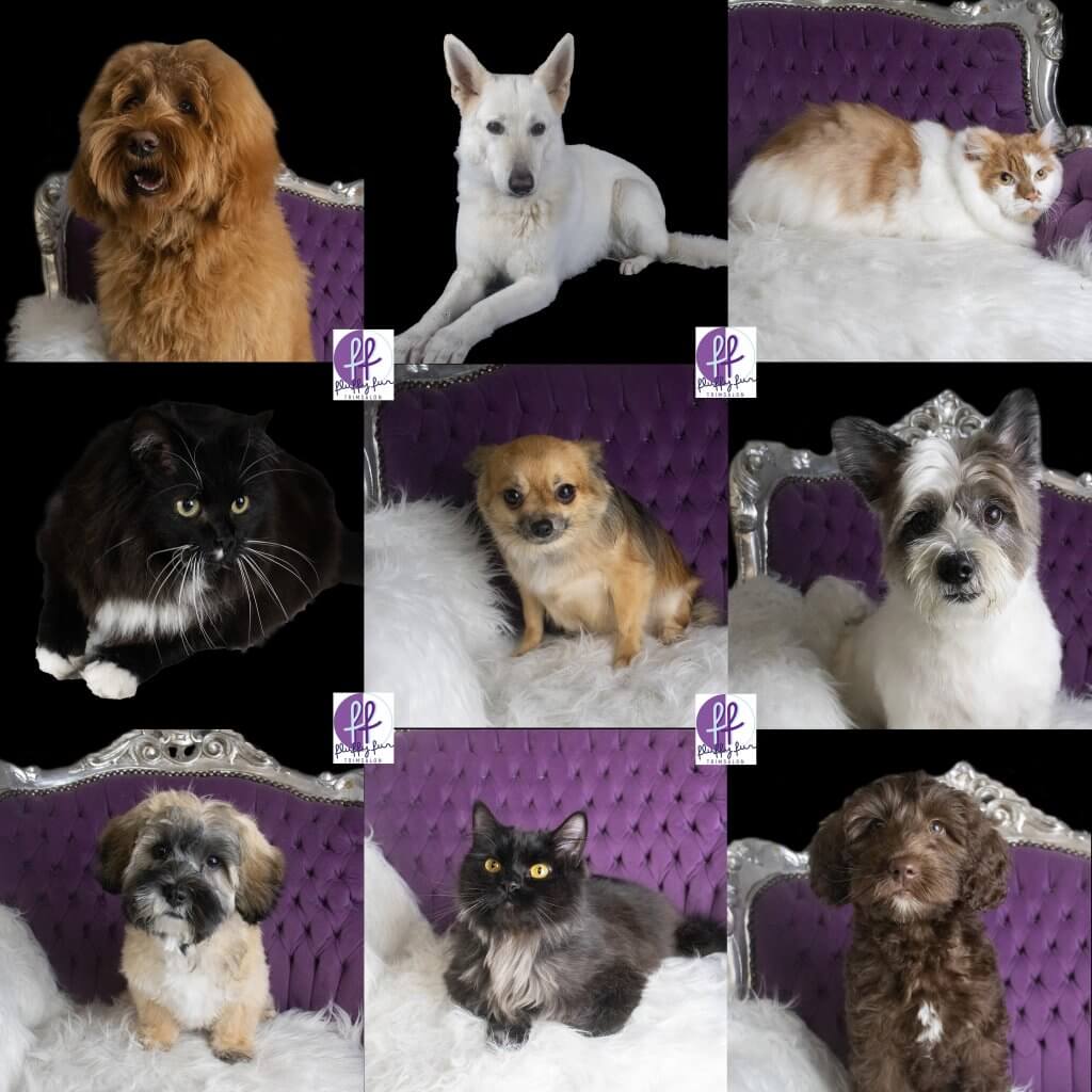 fluffy fur koppies vd week bern bhodie freek beau lucas miley