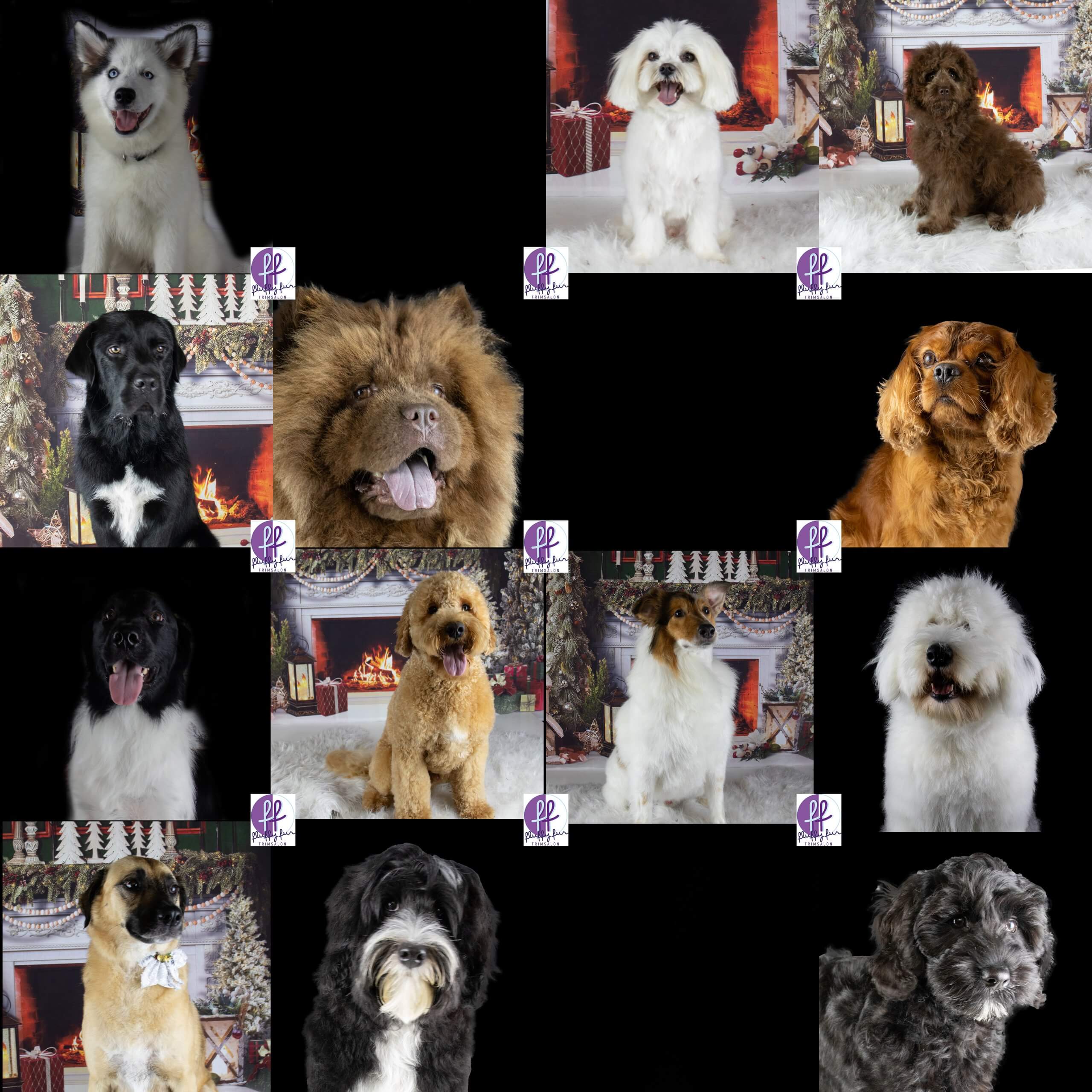 fluffy fur koppies vd week bern bhodie freek beau lucas miley