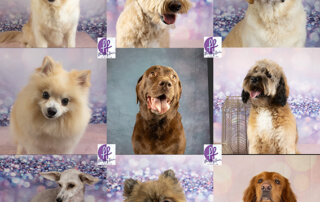 fluffy fur nieuwe knuffelkontjes juni juli 2