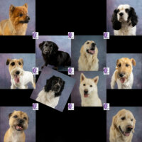 fluffy fur trimsalon nieuwe knuffelkontjes september oktober