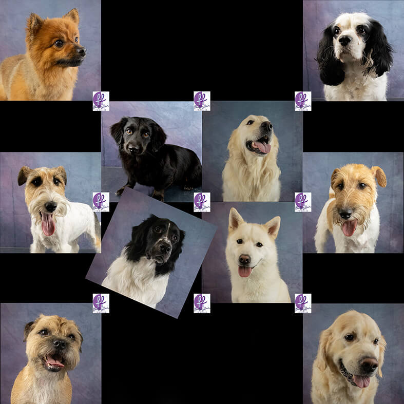 fluffy fur trimsalon nieuwe knuffelkontjes september oktober