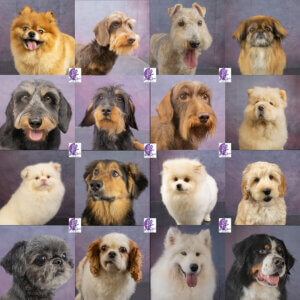 fluffy fur koppies vd week bern bhodie freek beau lucas miley