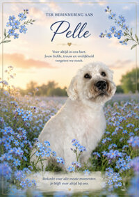Pelle