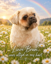 Bram