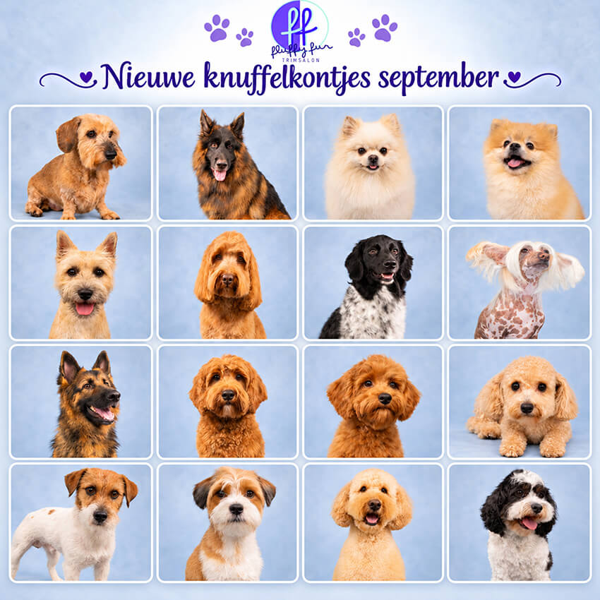 Fluffy fur Knuffelkontjes September fluffy fur koppies vd week bern bhodie freek beau lucas miley